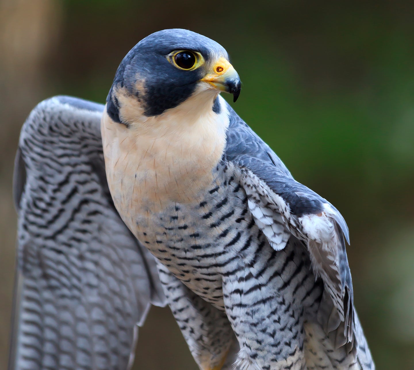 Peregrine falcon